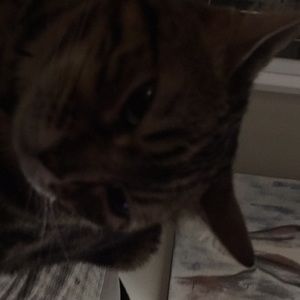 Meet your Posher, Sylvie